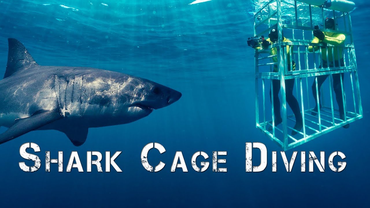 oahu shark cage